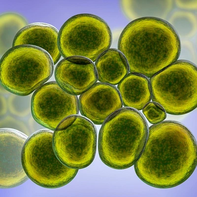 Ureaplasma and STDs